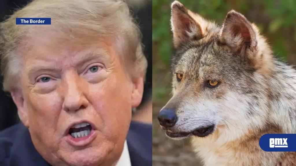 EMX-Por-qué-Trump-quiere-permitir-disparos-contra-el-lobo-mexicano-en-Estados-Unidos
