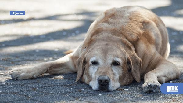 EMX-Sufren-perros-golpes-de-calor-ante-las-temperaturas-extremas-en-Tijuana