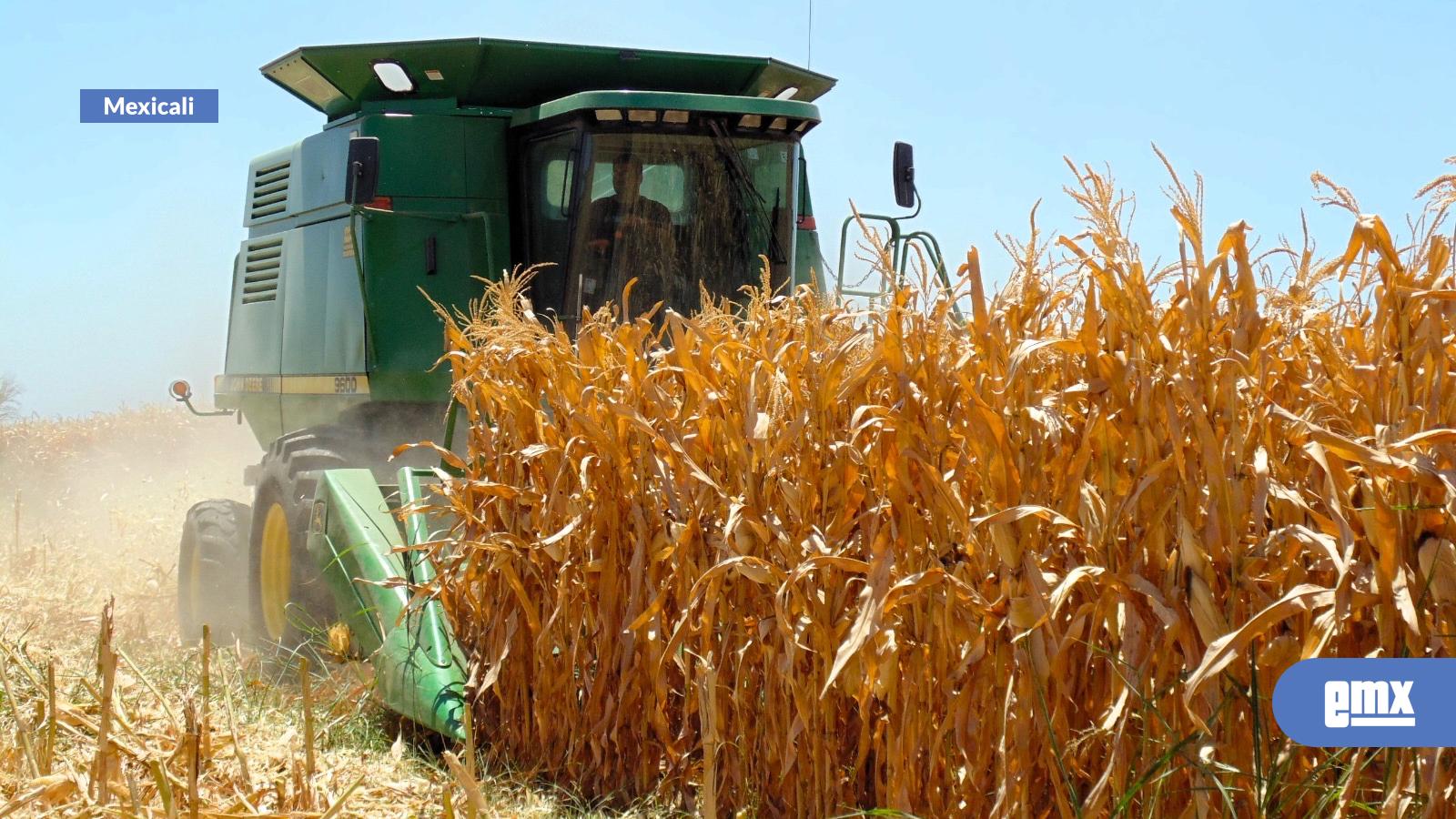 EMX-Lanzan-convocatoria-para-renovar-el-Consejo-Estatal-de-Productores-de-Maíz-de-BC