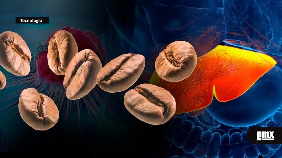 EMX-Café-podría-ayudar-a-proteger-el-hígado,-según-estudios