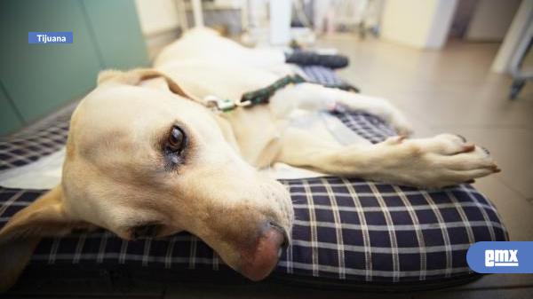EMX-Alertan-por-alta-incidencia-de-Rickettsia-en-perros-durante-el-verano