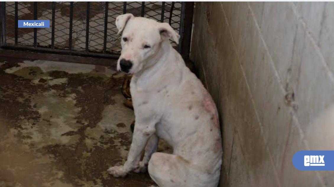 EMX-Detectan-irregularidades-en-centro-de-control-animal-de-BC:-SMADS