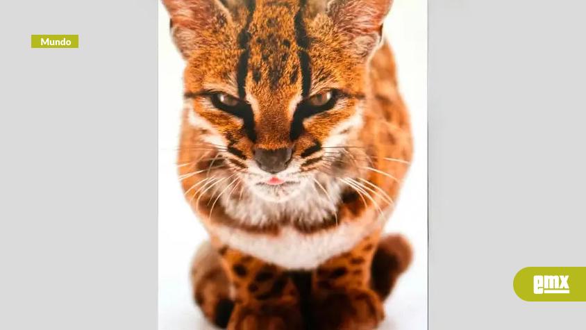 EMX-Descubren en Bolivia una nueva especie de felino silvestre tras más de un siglo