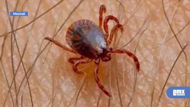 EMX-Periferia-y-el-Valle-de-Mexicali-con-mayores-casos-de-Rickettsiosis