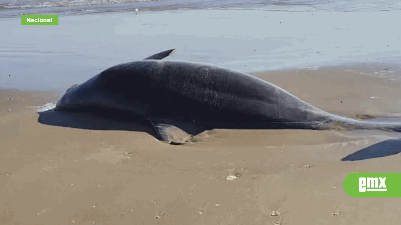 EMX-Localizan-basura-espacial-y-delfines-muertos-en-Tamaulipas-tras-prueba-de-SpaceX
