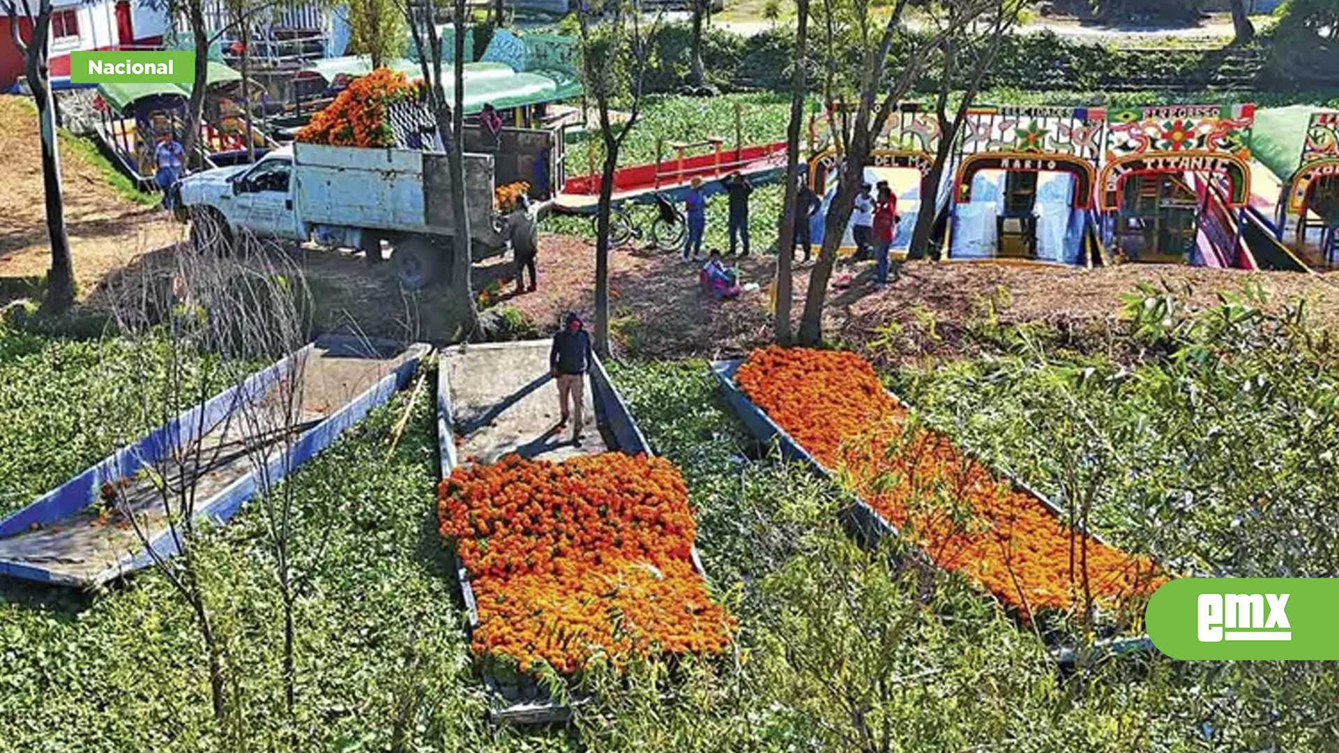 EMX-Cempasúchil,-impulso-a-economía-capitalina;-logran-siembra-de-6.3-millones-de-plantas